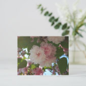 Doppelblühende Kirschbaum I Frühjahrsblüte Postkarte (Stehend Vorderseite)