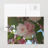 Doppelblühende Kirschbaum I Frühjahrsblüte Postkarte (Vorne/Hinten)