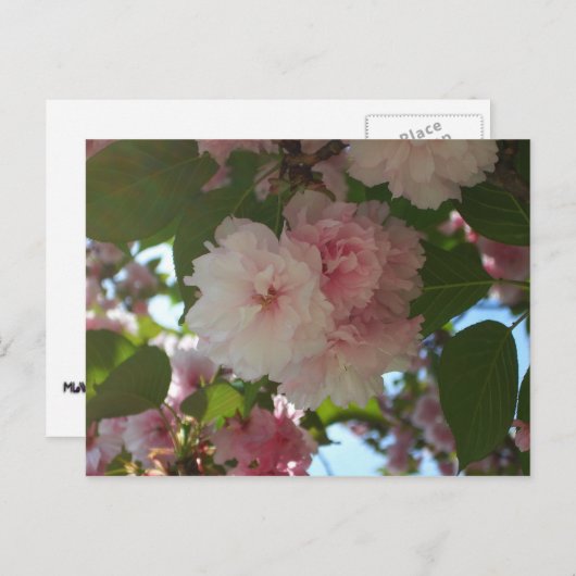 Doppelblühende Kirschbaum I Frühjahrsblüte Postkarte (Vorne/Hinten)