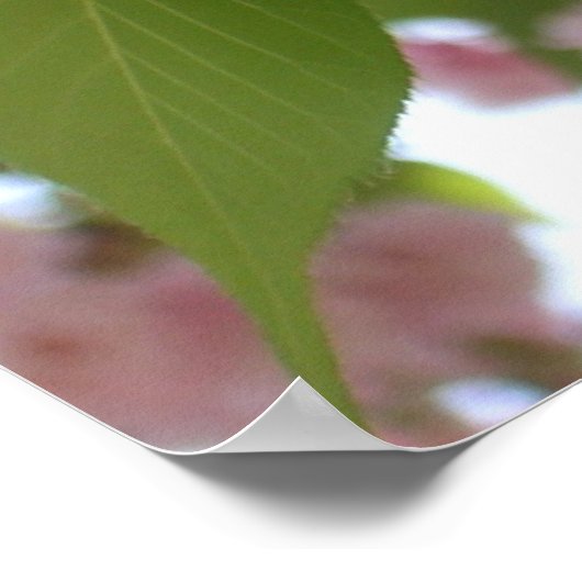 Doppelblühende Kirschbaum II Frühlingsflora Poster (Ecke)