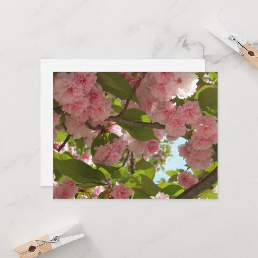 Doppelblühende Kirschbaum III Frühlingsflora Karte (Vorderseite/Rückseite Beispiel)