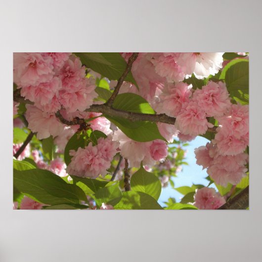 Doppelblühende Kirschbaum III Frühlingsflora Poster (Vorne)