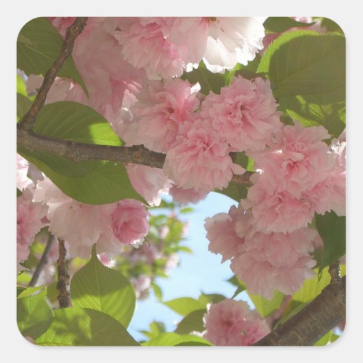 Doppelblühende Kirschbaum III Frühlingsflora Quadratischer Aufkleber (Vorderseite)