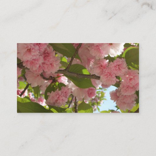 Doppelblühende Kirschbaum III Frühlingsflora Visitenkarte (Rückseite)