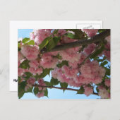 Doppelblühende Kirschbaum IV Frühjahr Postkarte (Vorne/Hinten)