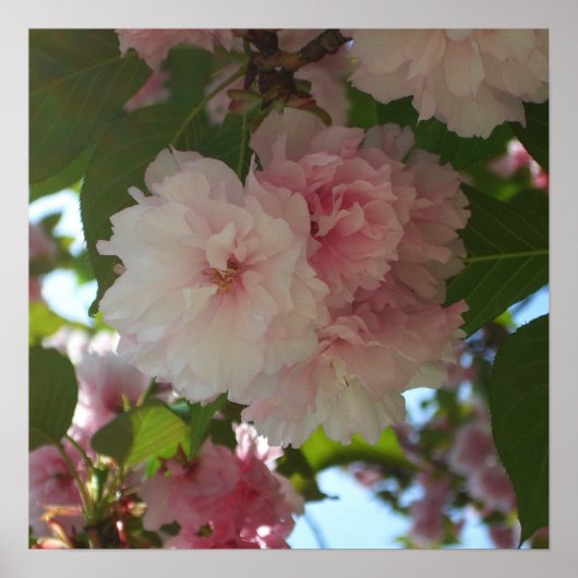 Doppelblühender Kirschbaum I Frühlingsblüten Poster (Vorne)