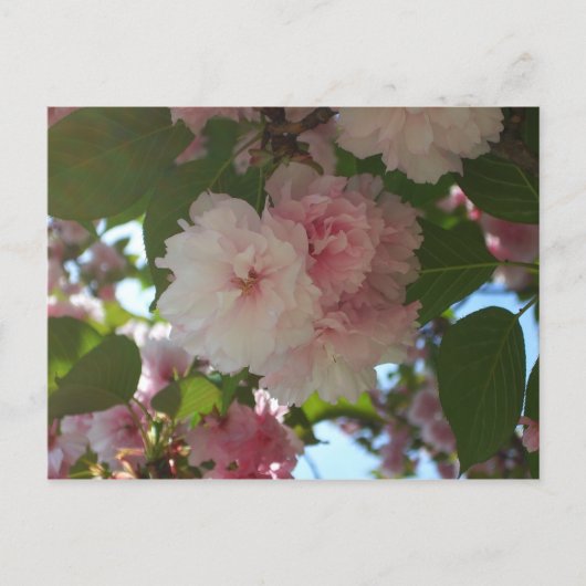 Doppelblühender Kirschbaum I Frühlingsblüten Postkarte (Vorderseite)