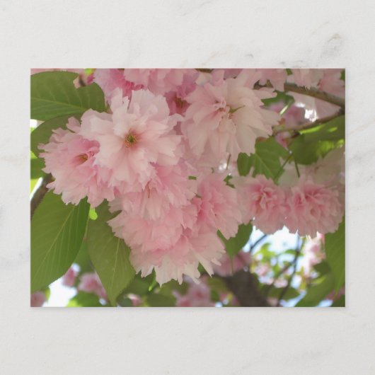 Doppelblühender Kirschbaum II Frühlingsblumen Postkarte (Vorderseite)