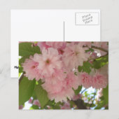 Doppelblühender Kirschbaum II Frühlingsblumen Postkarte (Vorne/Hinten)