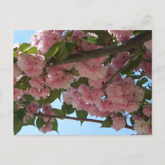 Doppelblühender Kirschbaum IV Frühling Postkarte (Vorderseite)