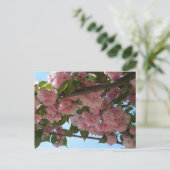 Doppelblühender Kirschbaum IV Frühling Postkarte (Stehend Vorderseite)