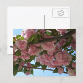 Doppelblühender Kirschbaum IV Frühling Postkarte (Vorne/Hinten)