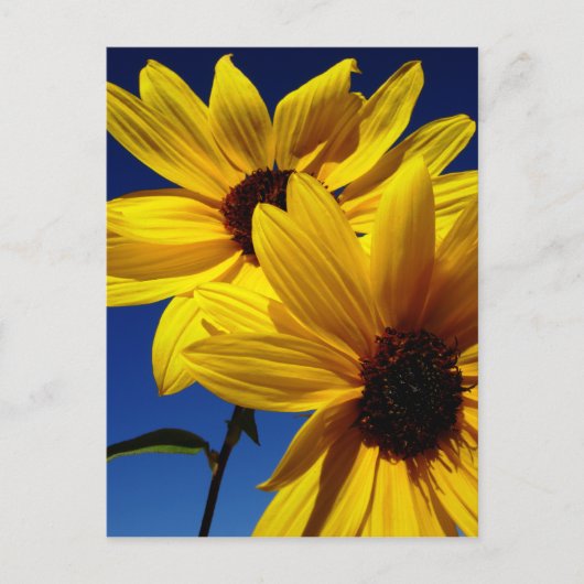 Doppelblume Postkarte (Vorderseite)