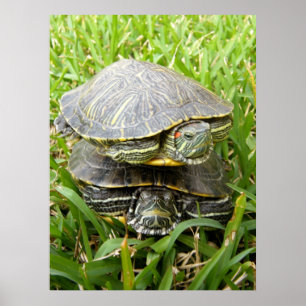 Doppeldecker-Schildkröten Poster