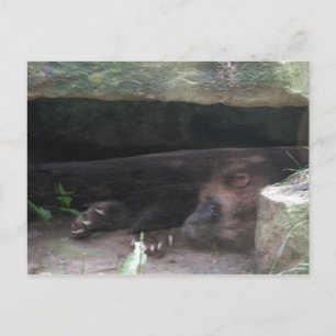 Doppelexponierte Wolverine-Erholungen, zeigt Klaue Postkarte