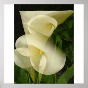 Doppelexposition Calla Lily Poster