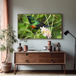 Doppelfarbige Naturfotografie von Sunbird Africa Poster