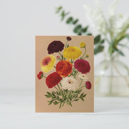 Doppelfranzösisches Ranunculus von Arentina Arends Postkarte (Stehend Vorderseite)