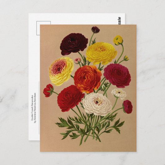 Doppelfranzösisches Ranunculus von Arentina Arends Postkarte (Vorne/Hinten)