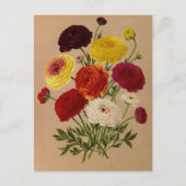 Doppelfranzösisches Ranunculus von Arentina Arends Postkarte (Vorderseite)