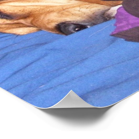 Doppelhund müde poster (Ecke)