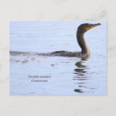 Doppelkamm-Kormoran Postkarte (Vorderseite)