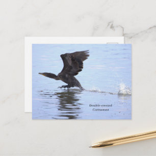 Doppelkamm-Kormoran-Postkarte Postkarte