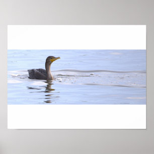 Doppelkamm-Kormoran-Vogelposter Poster