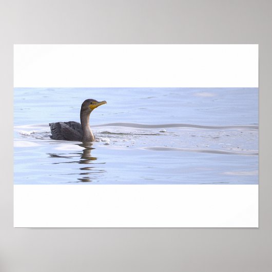 Doppelkamm-Kormoran-Vogelposter Poster (Vorne)