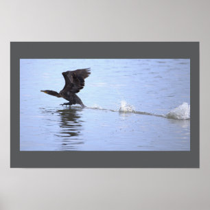 Doppelkamm-Kormoran-Vogelposter Poster