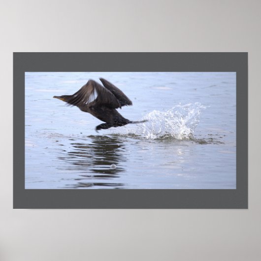 Doppelkamm-Kormoran-Vogelposter Poster (Vorne)