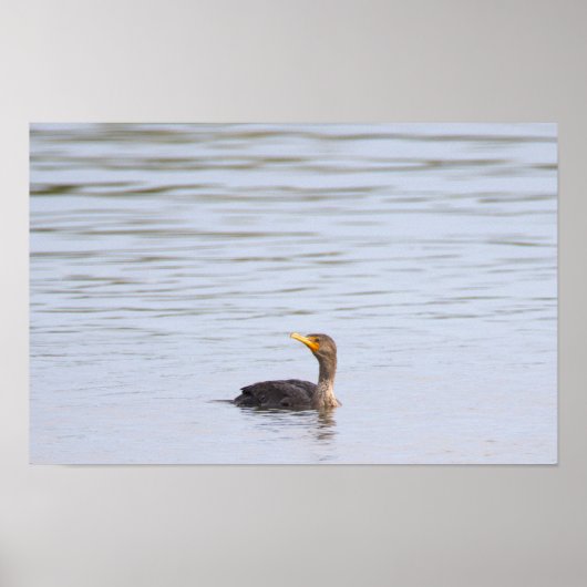 Doppelkamm-Kormoran-Vogelposter Poster (Vorne)