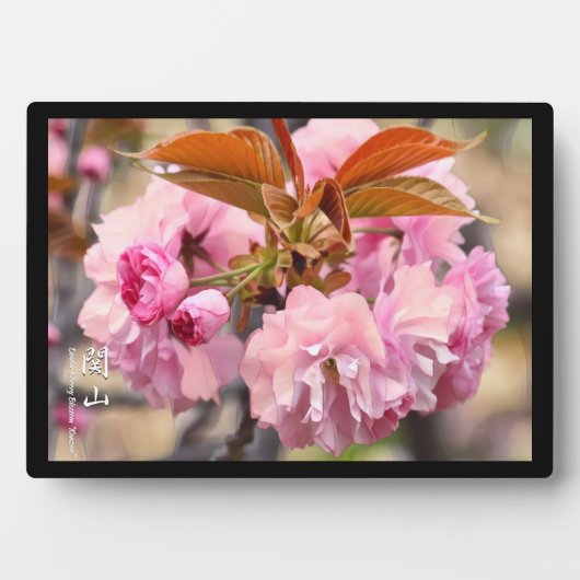 Doppelkirschblossom: Kanzan Fotoplatte (Vorderseite)