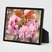 Doppelkirschblossom: Kanzan Fotoplatte (Seite)