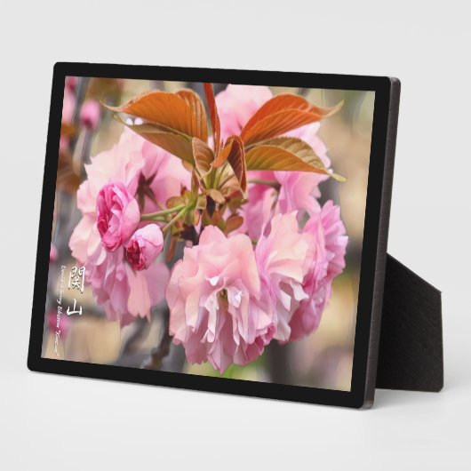 Doppelkirschblossom: Kanzan Fotoplatte (Seite)