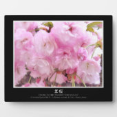 Doppelkirschblossom: Sato-zakura Fotoplatte (Vorderseite)