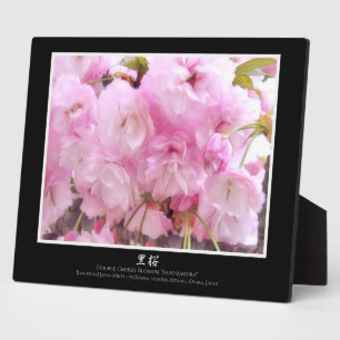 Doppelkirschblossom: Sato-zakura Fotoplatte