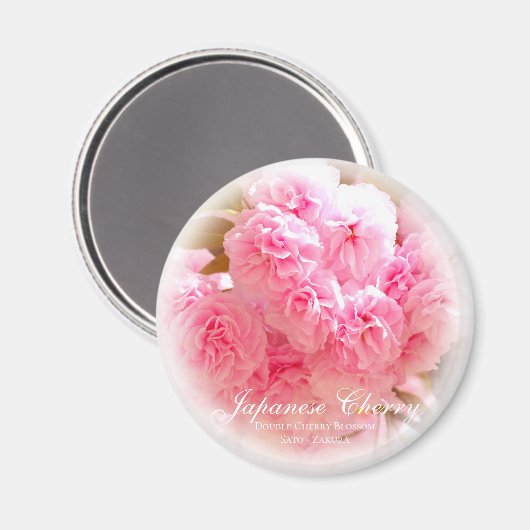 Doppelkirschblossom: Sato-zakura Magnet (Vorderseite/Rückseite)