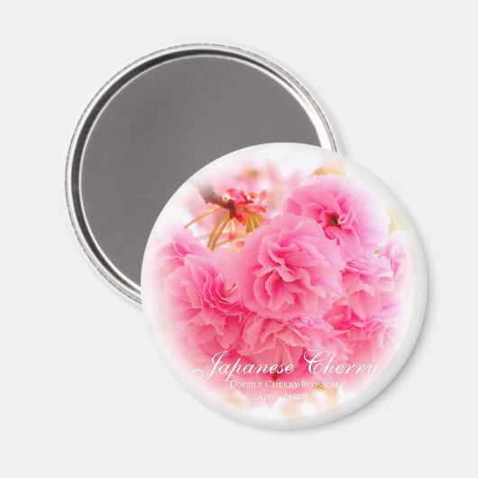 Doppelkirschblossom: Sato-zakura Magnet (Vorderseite/Rückseite)