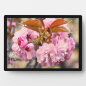 Doppelkirschblüte: Kanzan Fotoplatte (Vorderseite)