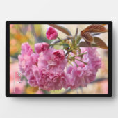 Doppelkirschblüte: Kanzan Fotoplatte (Vorderseite)