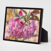 Doppelkirschblüte: Kanzan Fotoplatte (Seite)