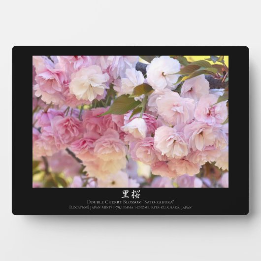 Doppelkirschblüte: Sato-zakura Fotoplatte (Vorderseite)