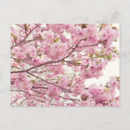 Doppelkirschblüten in Japan Postkarte
