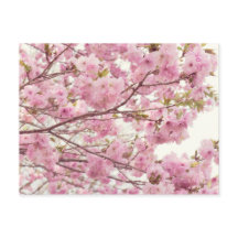 Doppelkirschblüten in Japan