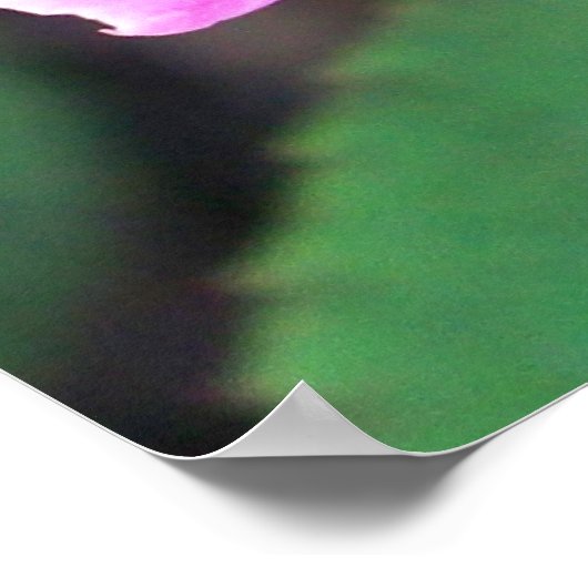 Doppelknockout (rosa) poster (Ecke)