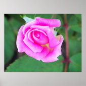 Doppelknockout (rosa) poster (Vorne)