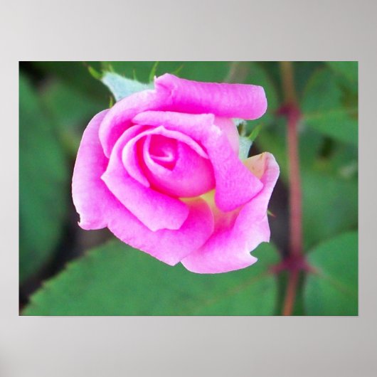 Doppelknockout (rosa) poster (Vorne)