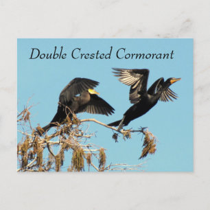 Doppelkreierter Kormoran - Postkarte lernen