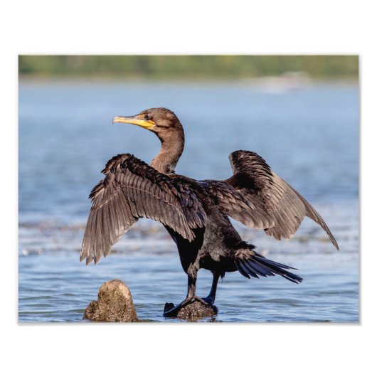 Doppelkreuzer Kormoran am Champlain See Fotodruck (Vorne)